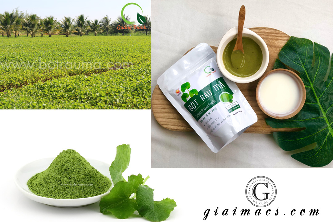 Uống nước rau má có tác dụng gì và 2 cách làm nước rau má ngon, tiện ...